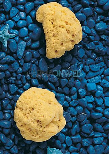 Farmacare Spugna Naturale di Mare 12/13 cm Fori Larghi 1 pezzo